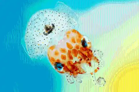 #6. Photomacrography Of A Hawaiian Bobtail Squid
