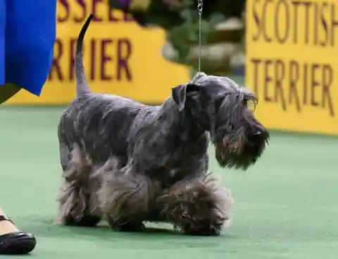 Cesky Terrier