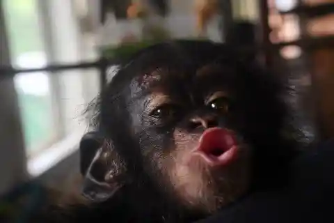 One-Year-Old Chimp