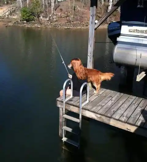 Fisherdog