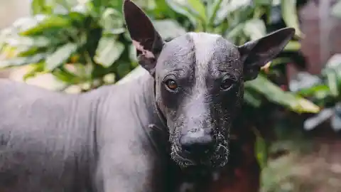 Xoloitzcuintli