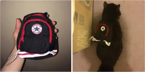 #23. The Catpack
