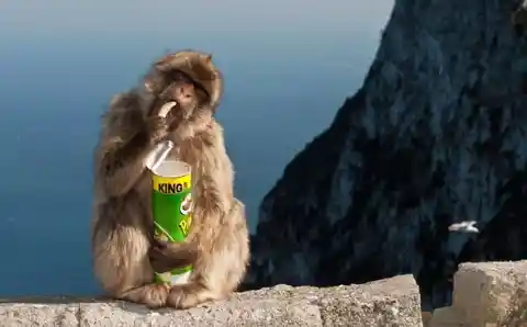 Some Macaques Use Vending Machines