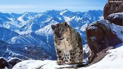 Himalayan Snow Leopard